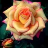 userg2us9bshy9