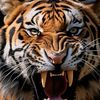 brave.tiger58
