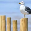 hoang_deplao
