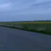 leo_meine_perle