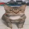 bottaij
