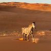 talal_____15