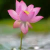 theravadawithmetta
