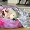 casperboy_mydoggy