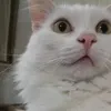 massimilianomorst