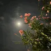 x0_wy7