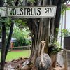 lenis.ostrich.far