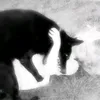 sexy.pigeon
