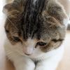 Funny cat 999