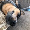 millie_the_wonder_dog