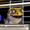 gamerheadfrog