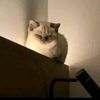 sophronia_06