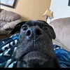 dwedit_0