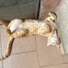 le_chat_19