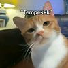dittae_