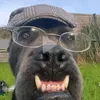 marty_the_zebra
