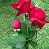 sajjadali8614