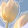 amal06553