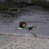 usermarammira