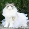 ceizercat111