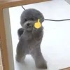 qnmnh