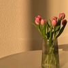 newbie_affiliate02