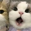 pwittie.girls_