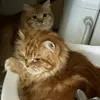 kapamimo