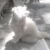 000_meow_meow_000