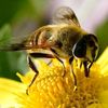 Bee_Garden666