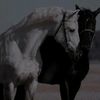 faizalmherat873