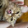 puf.paw