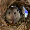 theodore_hamster17