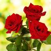 queenofflower14
