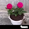 userxuhov30w8n