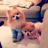 pls.love.my.dog