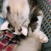 juliana_indah7