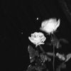 itz_localeditsss