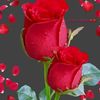 user5303810292507