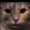 idkbro_555888