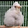 uosath