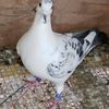championpigeonlof