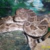 azrattlesnake1