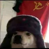 finnobanano31