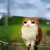 frogmooncakke