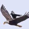 arif.mangal.567