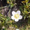 naturafrioro
