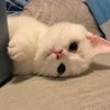 little_peppp