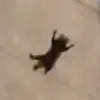 iiiflyingracooniii