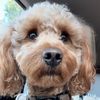ryder_the_goldendoodle
